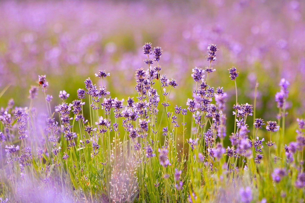 Campo di Lavanda